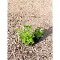 ราคา ต้นพันธุ์ แอสเตอร์ (Aster) ถุงดำพร้อมปลูก 29บาท ไม้ดอกเด่น ดอกแอสเตอร์ ซึ่งมาจากภาษากรีกแปลว่า "ดาว" (54803289412)