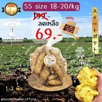 ราคา Oishi-Fresh มันหวานญี่ปุ่น ไซต์ Snack ปลูกไทย โคกาเนะ แบบดิบเนื้อเหลืองนุ่ม หอมหวานหนึบ 1 กก.จัดส่ง 24 ชม. (24234632588)