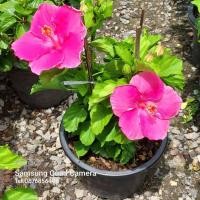 ราคา ต้นชบาฮาวาย ชบาย้อย ชบาแฟนซี (6951279077)