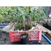 ราคา ต้นปาล์มหางกระรอก (foxtail Palm) พร้อมปลูกในถุงดำ (26833939839)