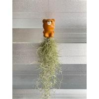 ราคา เคราฤาษีฟอกอากาศ ประดับตุ๊กตาหมี มินิมอล คุณภาพดี (3760160580)