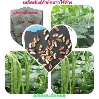 ราคา #เมล็ดพันธุ์ถั่วฝักยาวไร้ค้าง (3813392016)