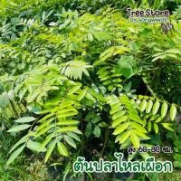 ราคา ต้นปลาไหลเผือก จัดส่งไว (17065543876)