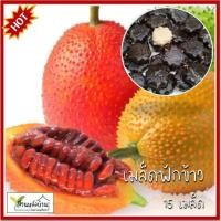 ราคา 15 เมล็ด ฟักข้าว Gac fruit เมล็ดฟักข้าว เมล็ดพันธุ์ฟักข้าว มะข้าว ผักข้าว พุคู้เด๊าะ ขี้กาเครือ (8105881054)