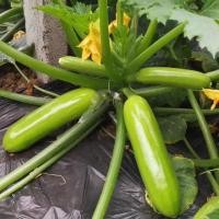 ราคา 8เมล็ดเมล็ดพันธุ์ซูกินี ผักซูกินี ซูกินีเขียวเมล็ดผักสวนครัวเมล็ดผักพันธุ์แท้ซูกินีงอกง่ายโตไว zucchini seeds (55702079922)