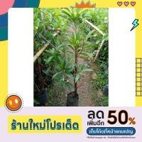 ราคา ละมุดกระสวยมาเลย์ ตอนกิ่ง (17184097510)