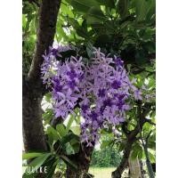 ราคา ต้นพวงครามออสเตรเลีย ในถุงชำ (17988198071)