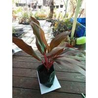 ราคา ต้นทับทิมสยาม หรือ ต้นหมากผู้หมากเมีย ไม้มงคล เด่นด้านวาสนาบารมี (25139518141)