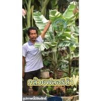 ราคา กล้วยฟลอริด้า กล้วยฟลอริด้าด่าง กล้วยด่าง สายพันธุ์แท้100% ส่งแบบขุดสด ห่อรากด้วยขุยมะพร้าว ส่งฟรี (17247226879)