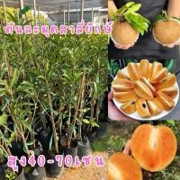 ราคา ต้นละมุดสาลี่ยักษ์ (แบบกิ่งตอน) ต้นละ109บาท ต้นสวยแข็งพร้อมส่ง (28774987064)