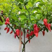 ราคา Ghost Pepper ต้นกล้าพริกปีศาจ ในกระถาง3นิ้ว (25115032827)