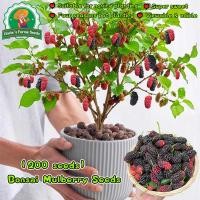 ราคา เมล็ดพันธุ์ ต้นหม่อน เมล็ดมัลเบอร์รี่ บรรจุ 200เมล็ด/แพ็ค Sweet Mulberry Fruit Seeds Mulberry Tree Seeds Fruit Plant (41823444855)