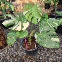 ราคา (ส่งฟรี) Monstera Thai Constellation - มอนสเตอร่า ไทยคอน - มอนสเตอร่าไทยคอนสเตลเลชั่น - ไม้ด่าง ต้นไม้ฟอกอากาศ ไม้ประดับ (13181087570)