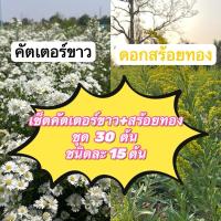 ราคา เซ็ตคัตเตอร์ขาว+สร้อยทอง ชุด 30 ต้น (29985148843)