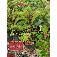 ราคา ต้นธรณีสาร ธรณีสาร ดอกห้อยใต้ใบ (24163784496)