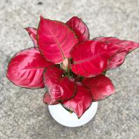 ราคา ต้นมณีรุ่งเรืองไม้มงคลเสริมโชคลาภเสริมดวงAglaonemaอโกลนีมาอัญมณีไม้ฟอกอากาศ (13374475238)