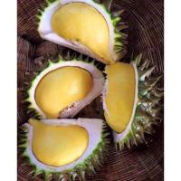 ราคา ต้นทุเรียนนกกระจิบ นกหยิบ ของดีเมืองระยอง เปลือกบางพูใหญ่ เนื้อเต็มพู เนื้อมีรสชาติหวานมันหอม ขนาดต้นสูง60-70ซม.1ต้น (7639276423)