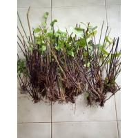 ราคา เฟิร์นสไบนางแขนง 1มัด(ก้านแข็ง) รับประกันความสด ช่วยสร้างบรรยกาศร่มรื่นในร้านอาหาร ร้านกาแฟ ในสวน เฟิร์นสไบนาง (3642533395)