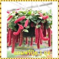 ราคา ต้นหางกระรอกแดง ต้นกระแดง (25489269739)