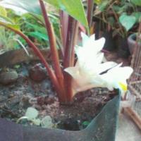 ราคา ว่านดอกทองมหาอุดม สุดยอดว่านมหาเสน่ห์ ว่านไทยโบราณ 3 เหง้า (3264292901)