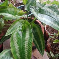 ราคา ต้นไม้มงคลชื่อกวักพระพรหม (19404637716)