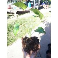 ราคา ว่านเสน่ห์จันทร์ขาว-พร้อมส่ง (10264389364)