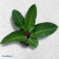 ราคา ไม้งคล ต้นเศรษฐีมีทรัพย์ หรือเศรษฐีรวยทรัพย์ กระถาง 8 นิ้ว ส่งแบบตุ้มดิน (11306212248)