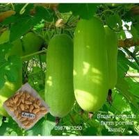 ราคา เมล็ดพันธุ์ฟักเขียว,เมล็ดพันธุ์ ,ฟักเขียว (6636979321)