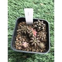 ราคา ยิมโนคาไลเซียมด่างแบบพอต (9363743020)