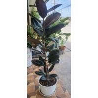 ราคา ต้นยางอินเดียดำ สูง 100 ซม. (19328153876)