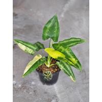 ราคา Schismatoglottis Wallichii Variegated กวักพระพรหม ด่าง (25392798344)