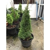 ราคา ต้นสนมังกร สนมังกร ฟอร์มสวย พุ่มแน่น เลี้ยงง่าย (4961717631)