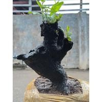 ราคา ตะโกใต้ดิน ความสูงต้น 25 ซม. (25202847338)