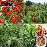 ราคา 100+ เมล็ด เมล็ดพริกชี้ฟ้า (พริกตำส้มตำ ผลเป็นรูปทรงกลมยาว ปลายผลแหลม ผลอ่อนสีเขียวแก่ เมื่อแก่เปลี่ยนเป็นสีส้มและสีแดง) (24267151114)