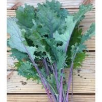 ราคา ต้นพันธุ์ เคลแดงรัสเซีย ถุงดำพร้อมปลูก 29 บาท Red Russian Kale เคลรัสเซียสีแดง (29829830864)