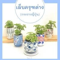 ราคา เล็บครุฑด่าง เล็บครุฑแคระ (กระถางญี่ปุ่น) (4961510247)