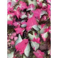 ราคา บอนสีชายชล ชายชลบอนสี (23361107870)