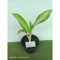 ราคา อโกลนีมา​ บัลลังเงิน​ ต้นใหญ่​ ไม้มงคล​ ไม้ประดับ (12231488536)