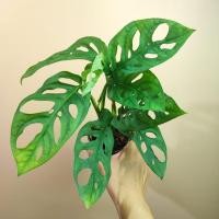 ราคา Monstera Adansonii พลูฉลุยักษ์ หลุดด่าง (Giant Form) พลูฉลุยักษ์ (25074904579)