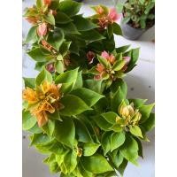 ราคา เฟื่องฟ้าสาวิตรี เฟื่องฟ้าแคระ เลือกสีไม่ได้ กระถาง 4 และ 6 นิ้ว มีสีชมพู สีโอรส สีขาว ส่งทั้งกระถาง (23035951512)