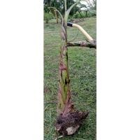 ราคา หน่อกล้วยหอมทอง 2 หน่อ (42264972916)