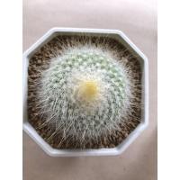 ราคา parodia aurespina cactus ไม้สะสม พาโรเดียออเรสไปน่า แคคตัส (15829503602)