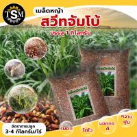 ราคา เมล็ด สวีทจัมโบ้ 1 กก.( พร้อมปลูก ) เมล็ดพันธุ์หญ้า เมล็ดหญ้า พันธุ์หญ้าอย่างดี พร้อมส่ง สวีทจัมโบ้ (19517500719)