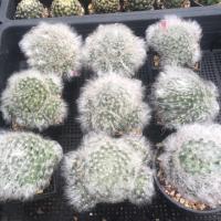 ราคา แมมขนแมวฟอร์มกอ สวยมาก เท่านั้น (6023814687)