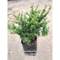 ราคา ต้นม่วงเจริญ/หลินซาน คัดต้นสวยๆ (48951543352)