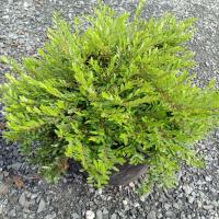 ราคา หลิวใบ,หลิวญี่ปุ่น,หลิวน้ำตก (21666573562)