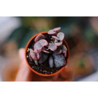 ราคา ต้นสายป่านดวงใจด่าง ในกระถาง2”สายป่านดวงใจด่างชมพู (6017562193)