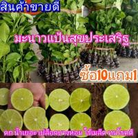 ราคา มะนาวแป้นสุขประเสริฐพันธุ์แท้ ดก น้ำเยอะ เปลือกบางหอม ไร้เมล็ด ทนโรคดี (23455142999)