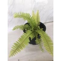 ราคา เฟิร์นใบมะขาม สีทอง (6745830142)