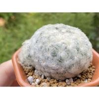 ราคา แมมขนนกขาว ขนร่มหุบมีหน่อ ❤️ (12719468636)